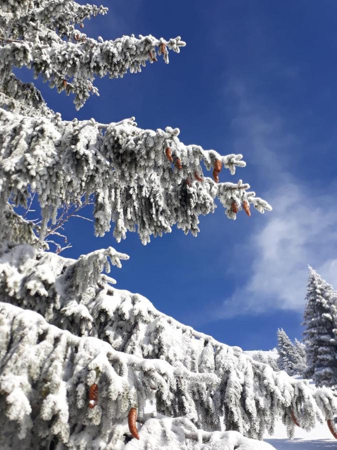 Da C I S A Bed and Breakfast Tambre dʼAlpago Exteriör bild